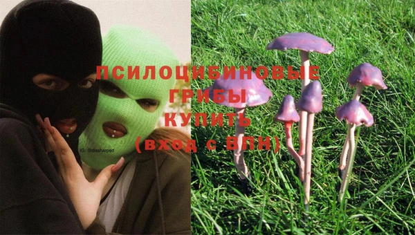 ПСИЛОЦИБИНОВЫЕ ГРИБЫ Верея